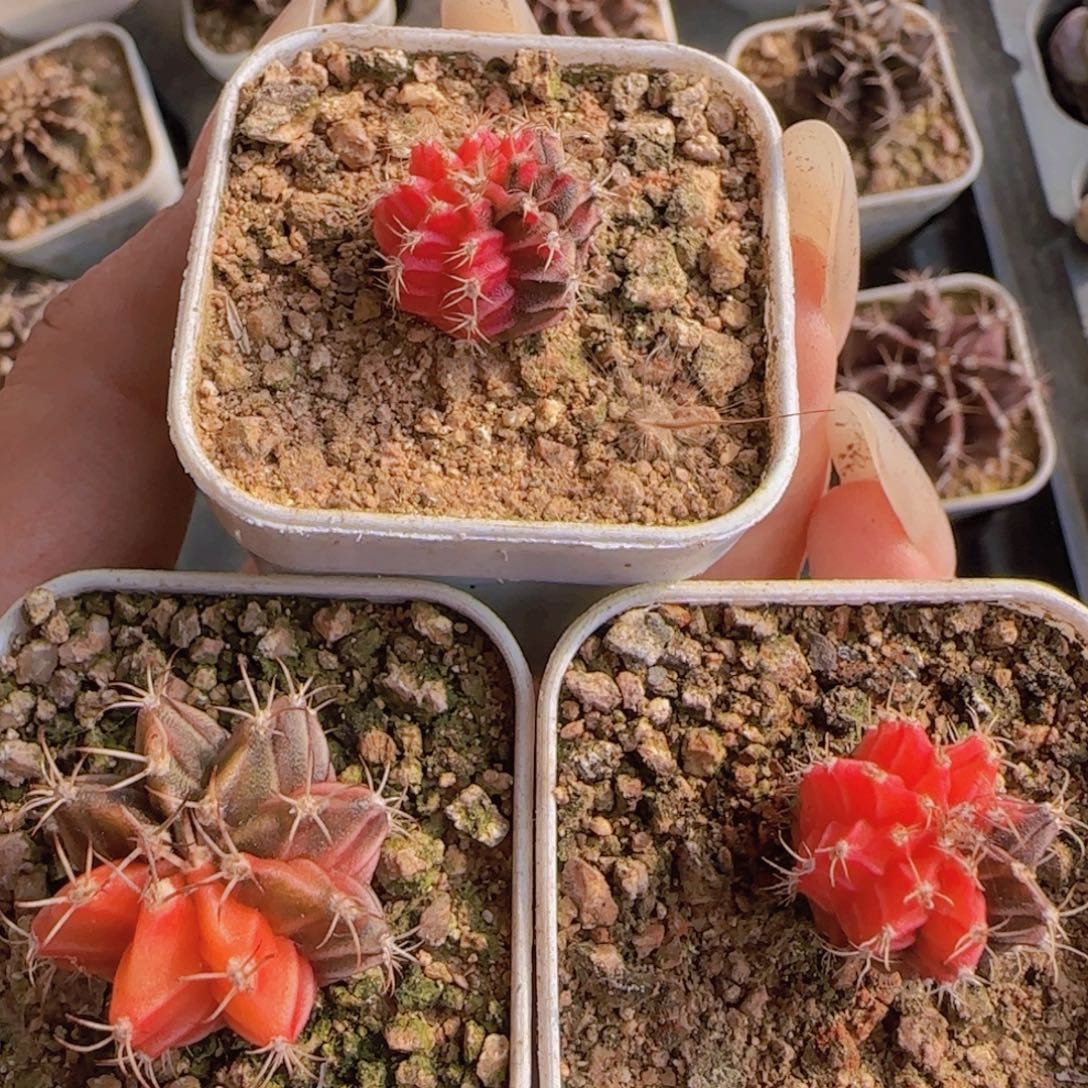 肋骨牡丹锦一颗多肉