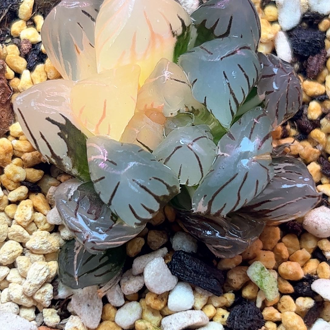 水中月锦十二卷多肉植物