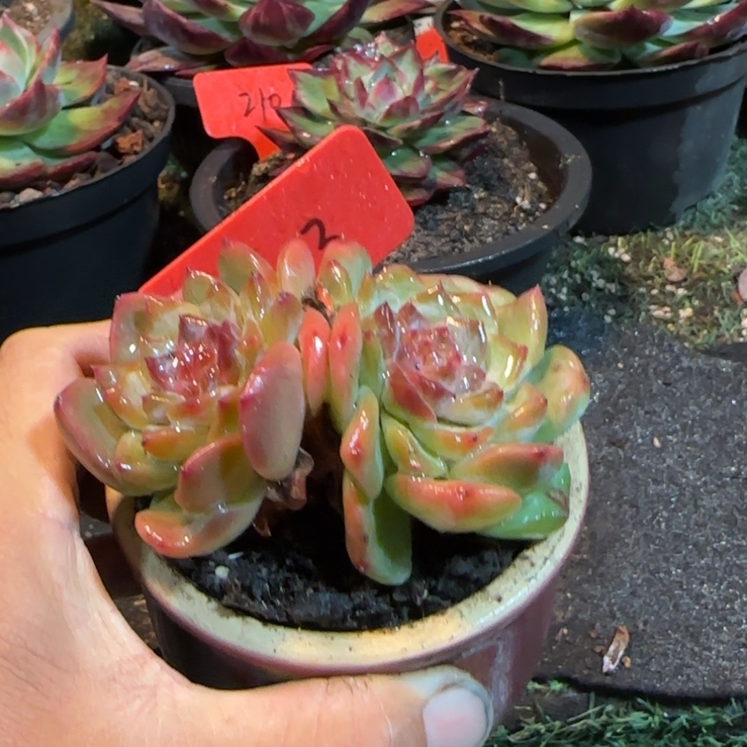 珍妮惊鸿一物一拍包装收缩花旱