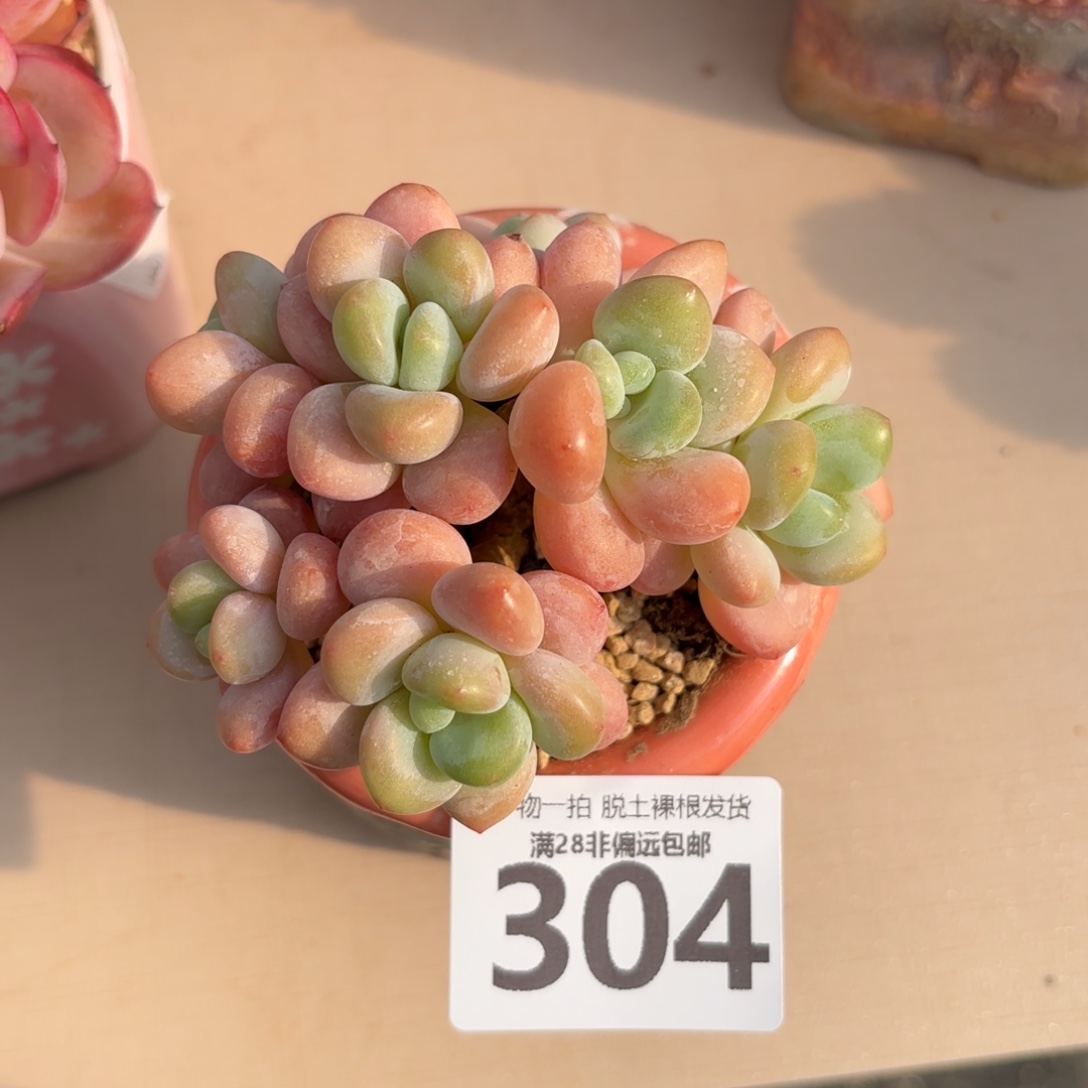 红洛神老桩无盆土发货