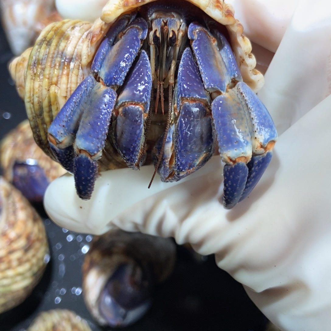 3.2口大紫陆 不退不换