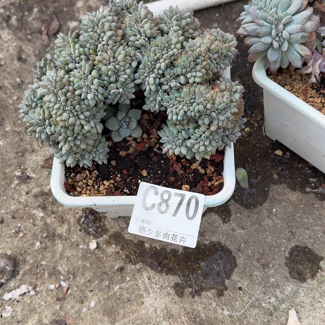 ～***～影影缀化呀呀呀呀呀了