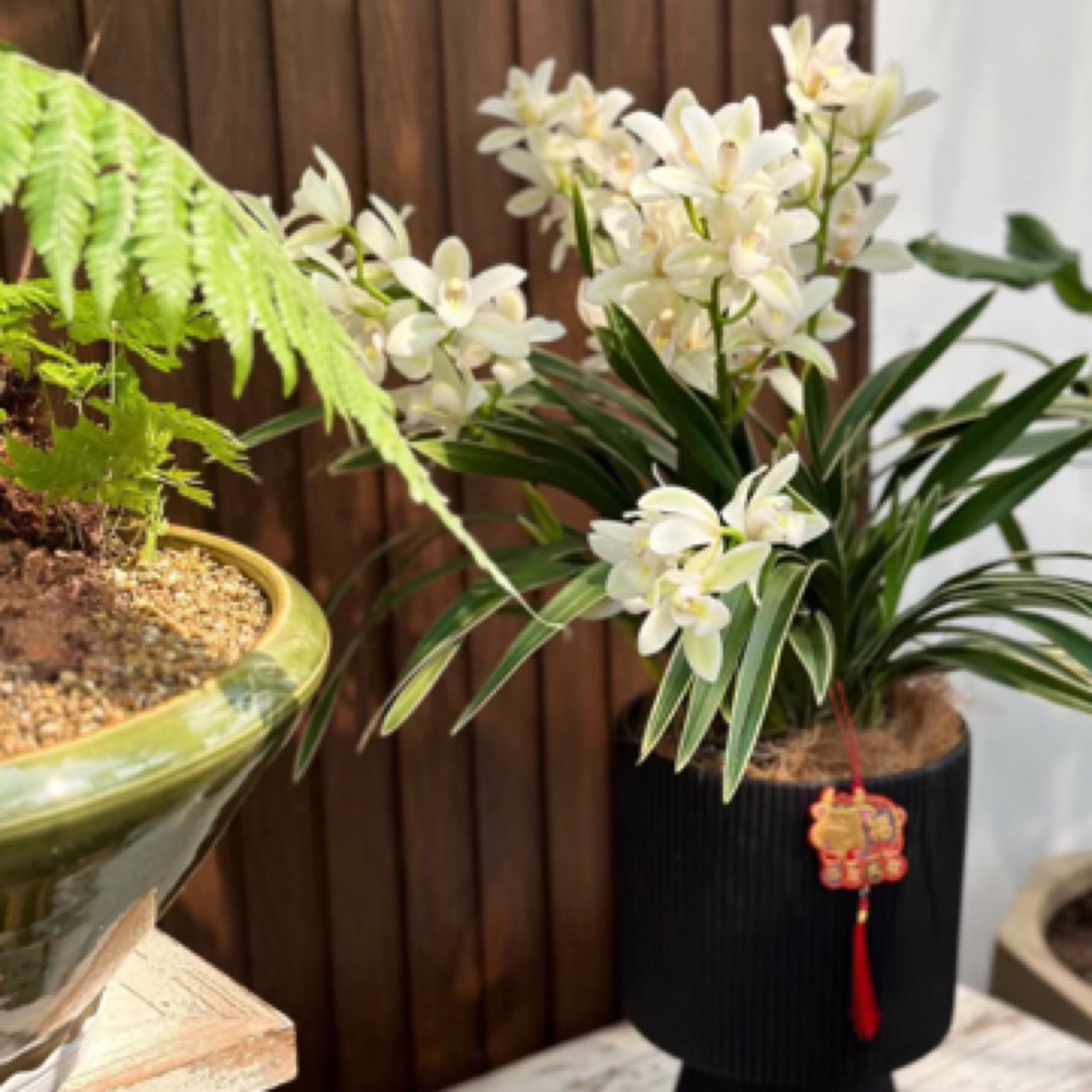 大花蕙兰——金边白雪公主(0度以下拍保温不拍保温冻坏不售后)
