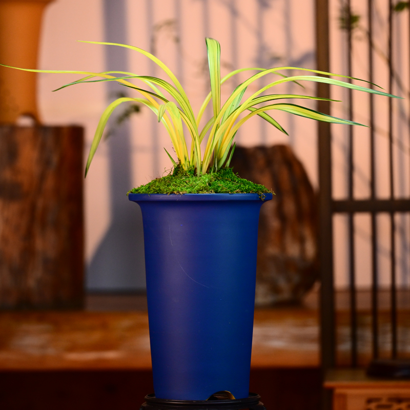 墨兰铭品【兰阳之松】高端紫砂盆栽好种好 易养活盆栽