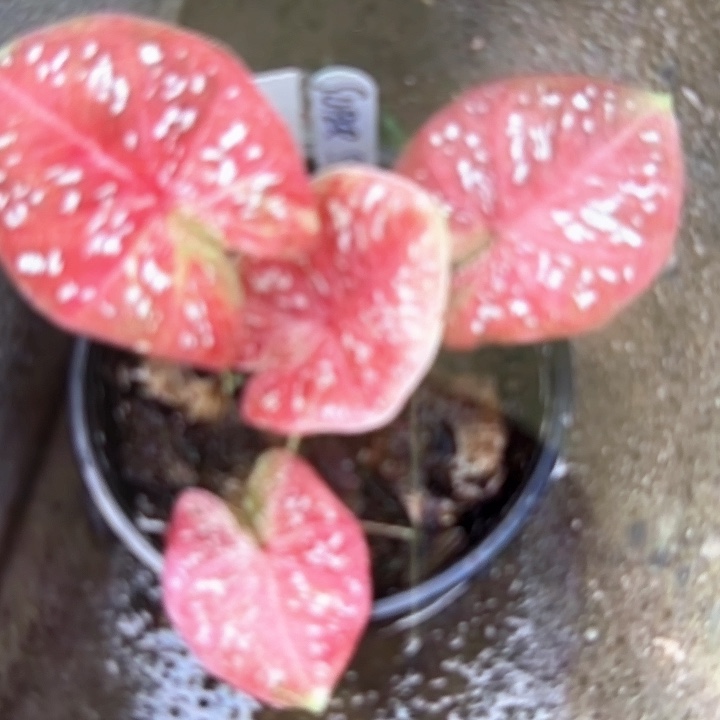 108-0215super star彩叶芋泰国发货