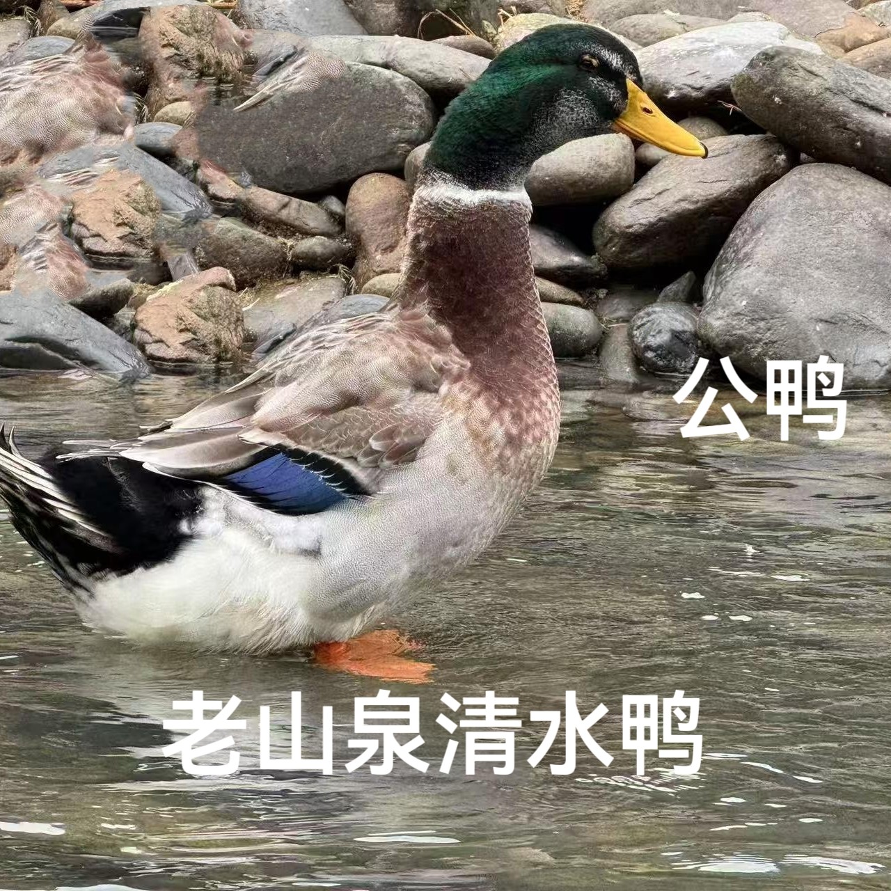 正宗放养老山泉清水鸭公麻鸭杀好4斤左右鸭子