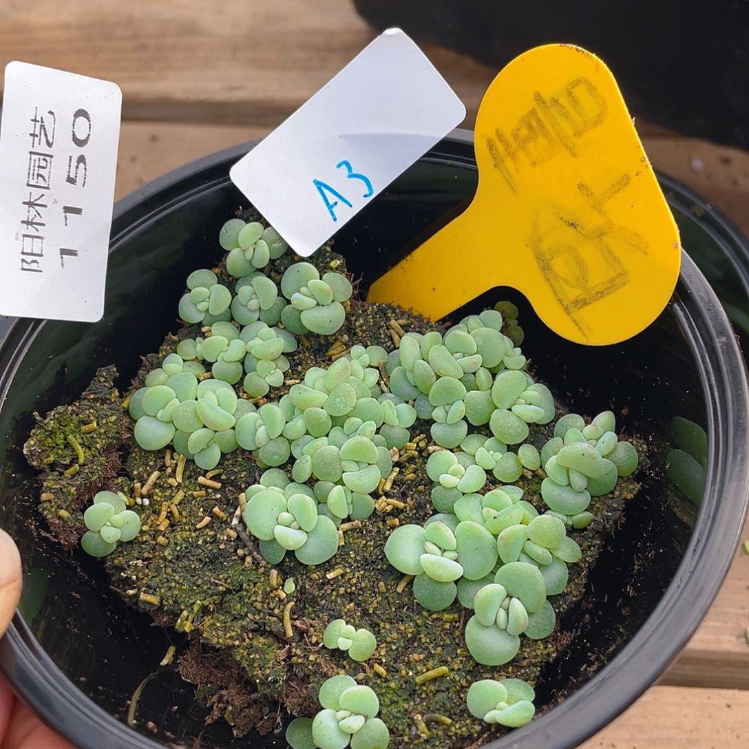 量拍多肉植物多肉植物1150