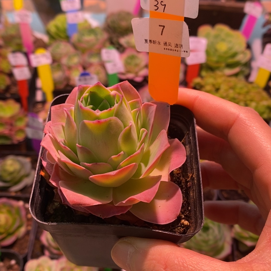 7号魅影—山地玫瑰