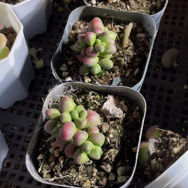 紫光2.8带盆土发