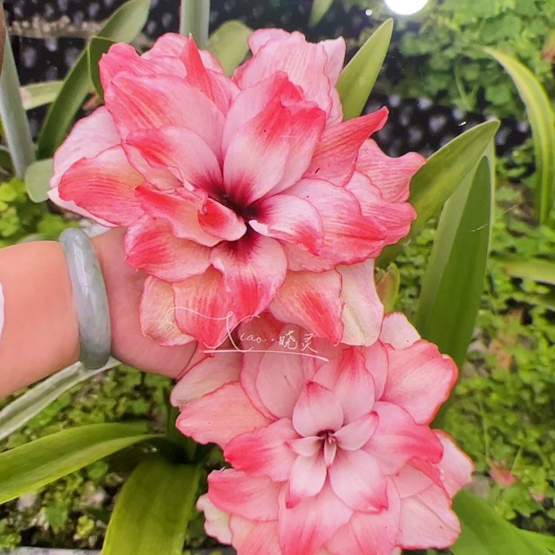 朱顶红珍妮佛进口球1号