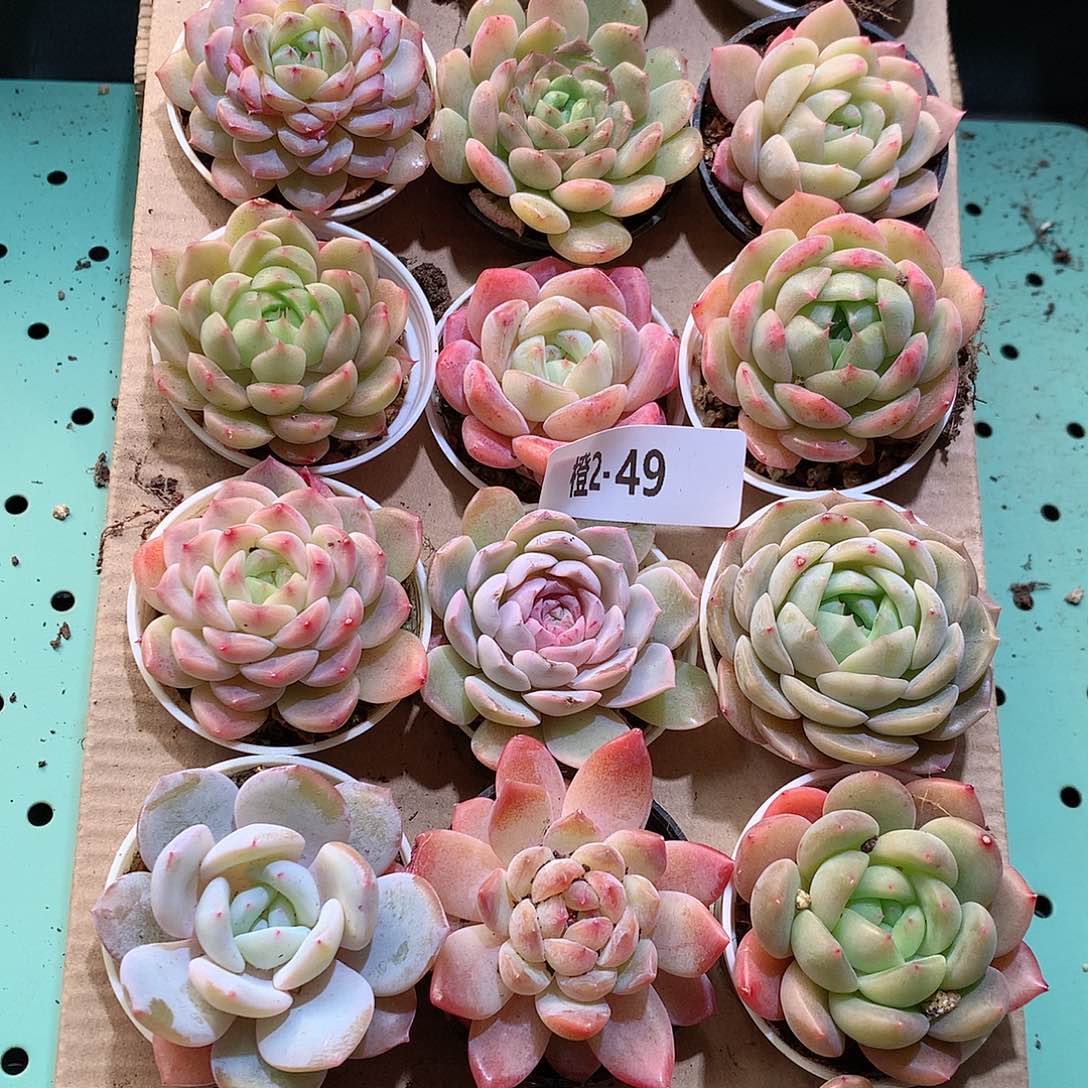 2-49一物一拍带盆18颗