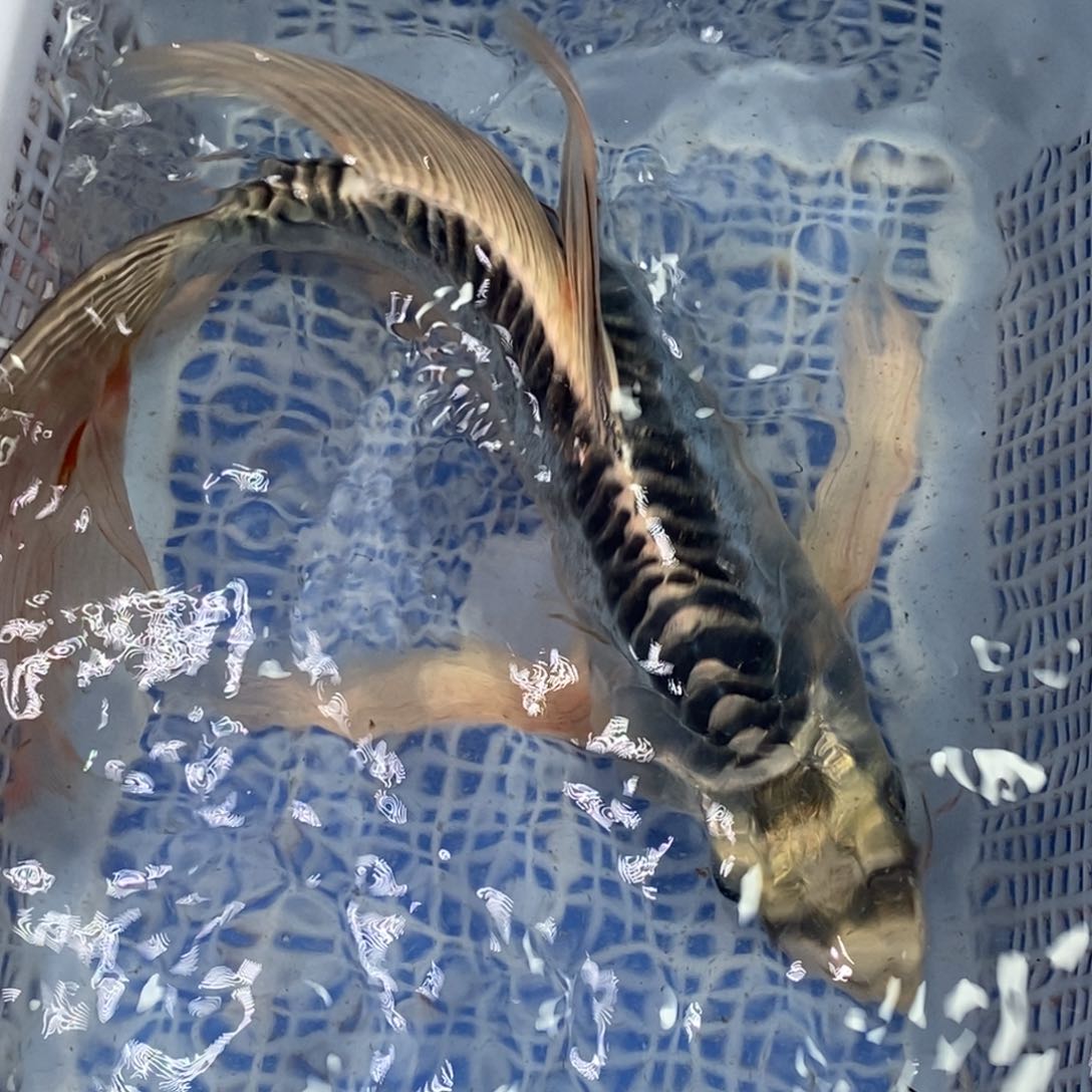 锦鲤冷水锦鲤包邮