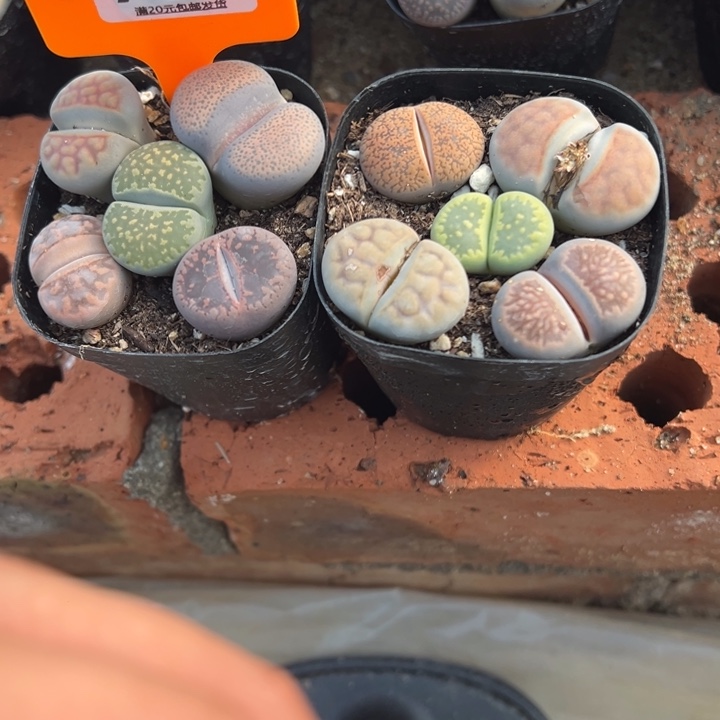 代***燕生日快乐啊小丁791