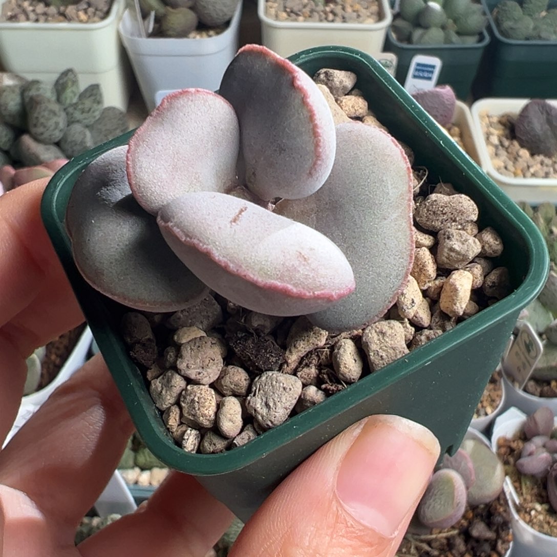 862老桩一颗腰子型