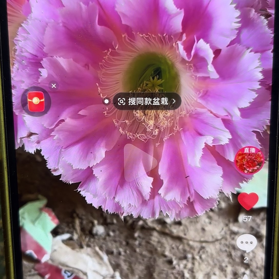 云端彩小侧牙20包邮仙人球