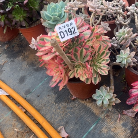 192女巫不包断枝