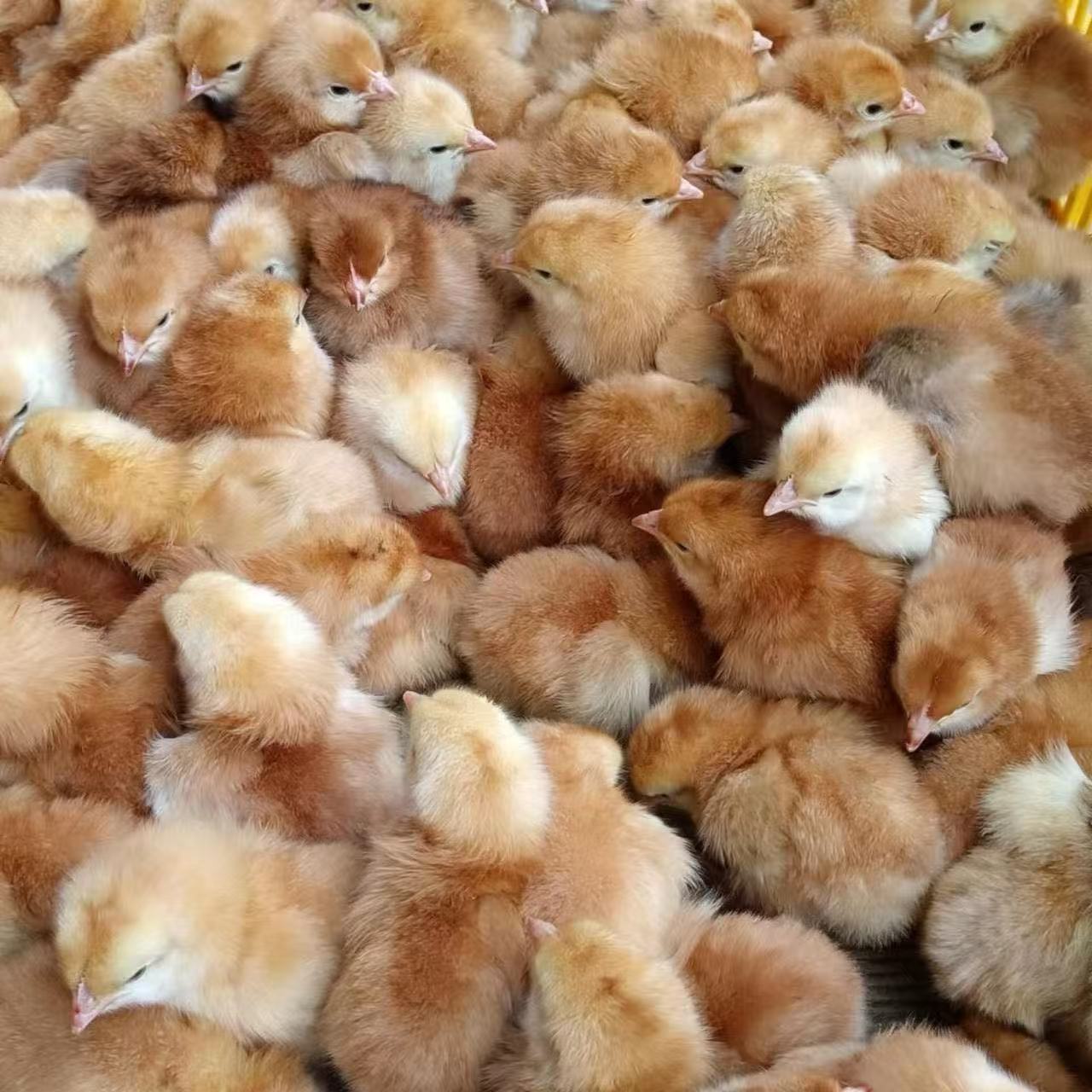 【九斤红】大种肉鸡公鸡活体宠物鸡