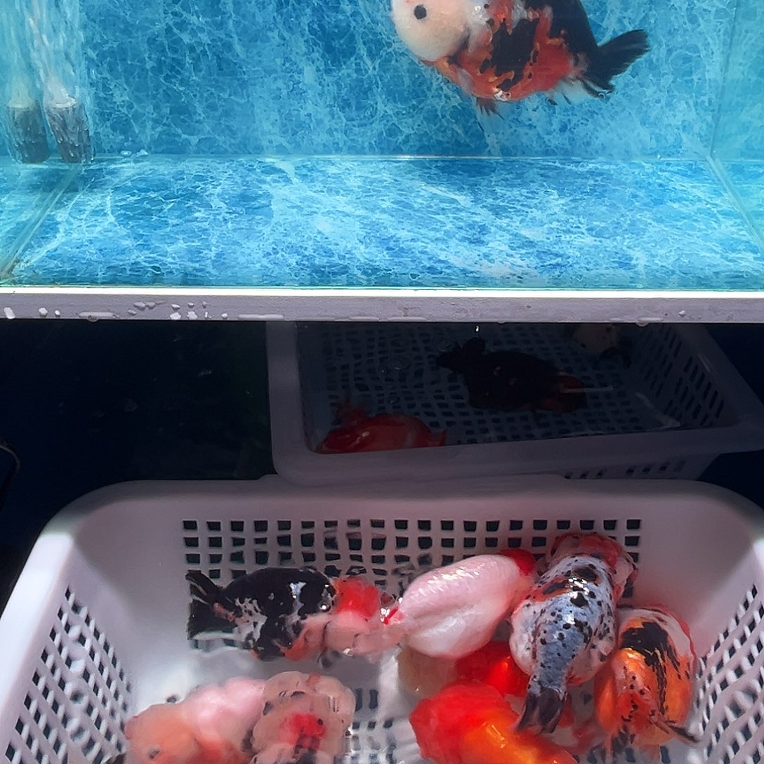 金鱼可爱兰寿奶花