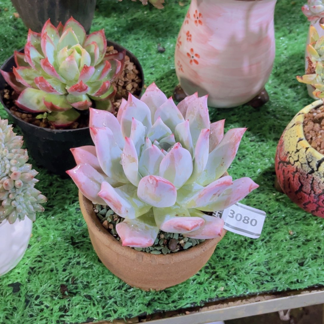 花***宿祖母绿多肉植物3080