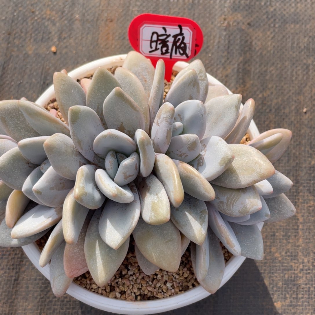 暗*姐姐说她真的有男朋友