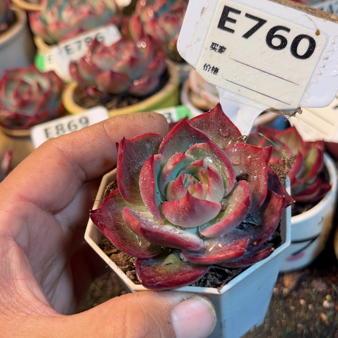 惊鸿一瞥760号多肉