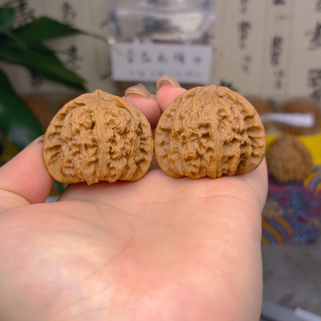 白狮子头四十一点五尺