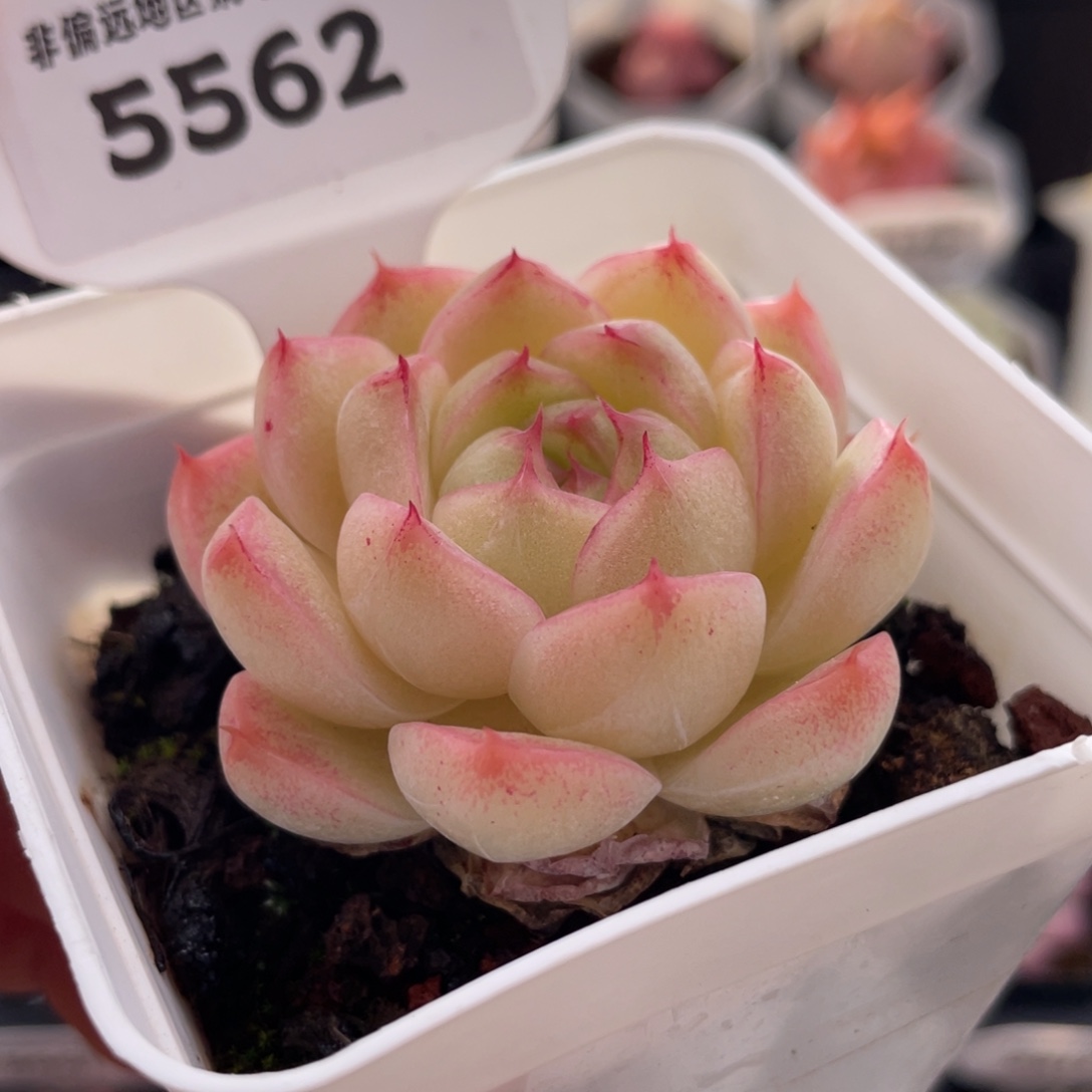 玲珑珍妮5562-5.0厘米