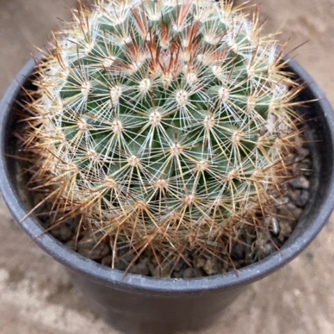 海泉仙人球18米仙人球