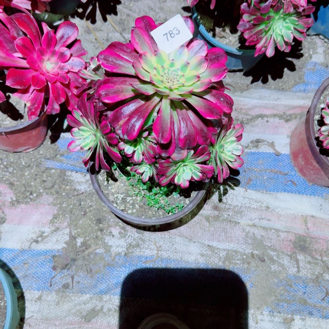 月婵法师多肉783