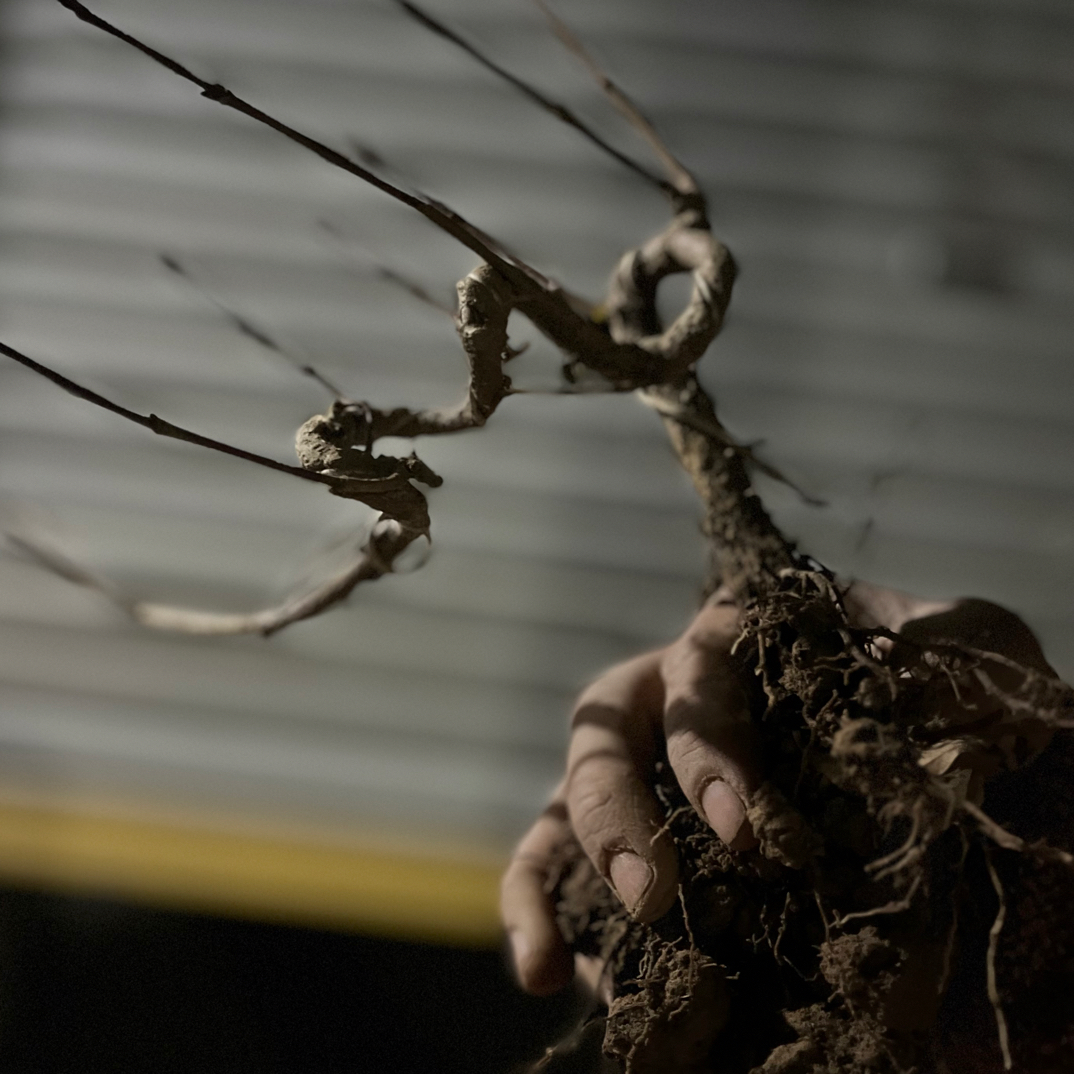 山茱萸土球发一颗