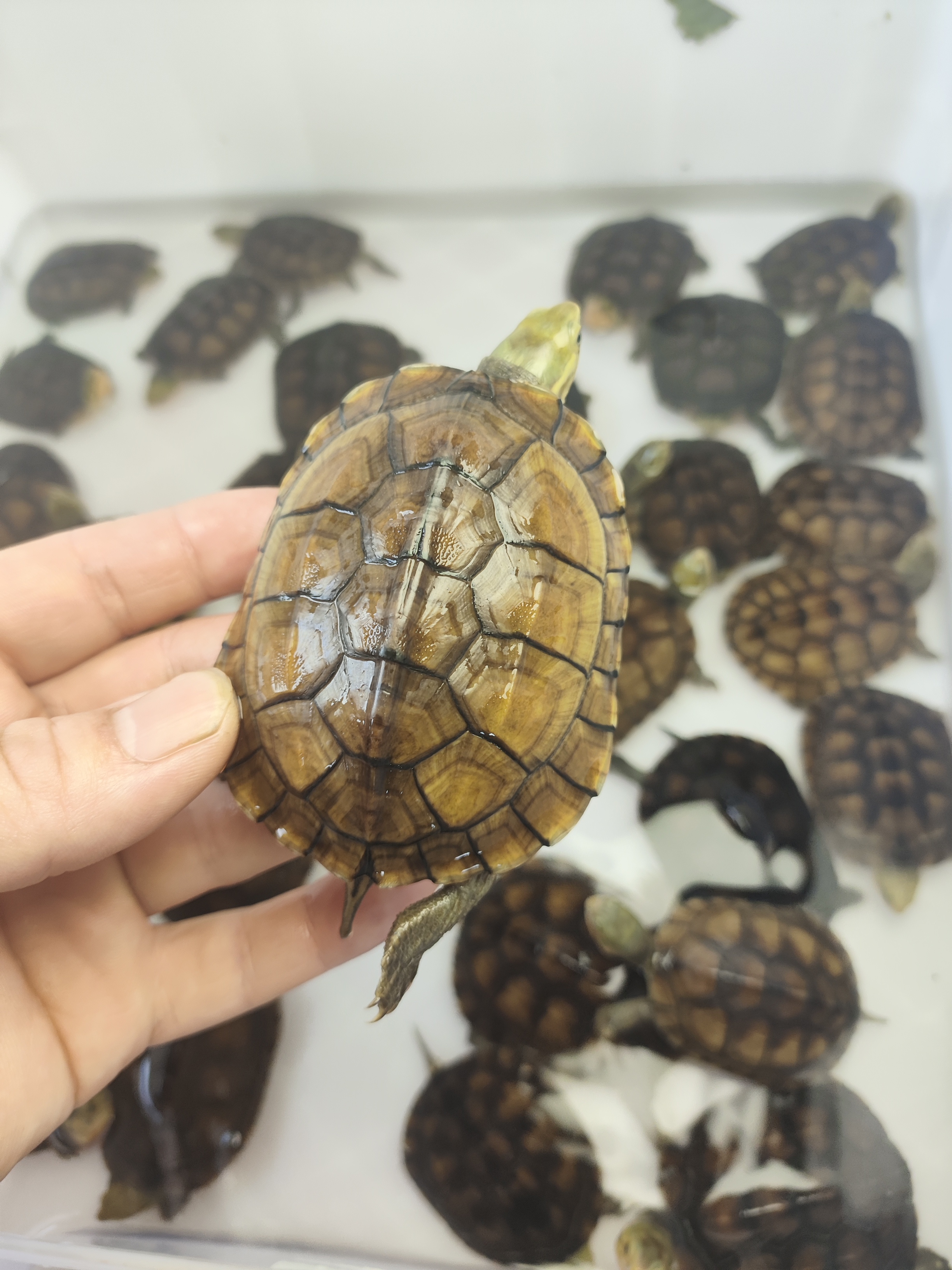 一图一物三黄小青龟 全品7.5➕