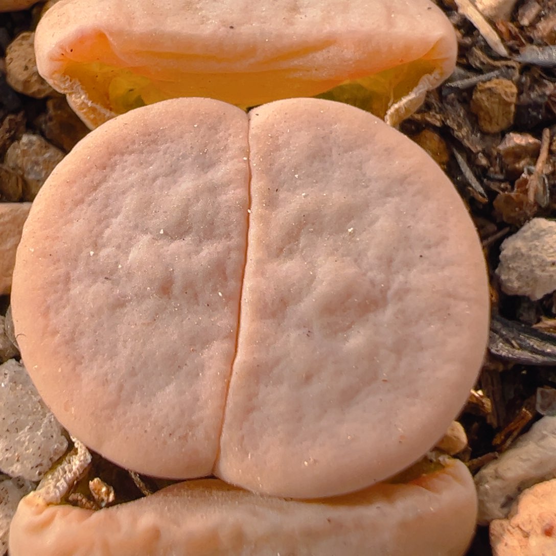 47多肉植物百科知识