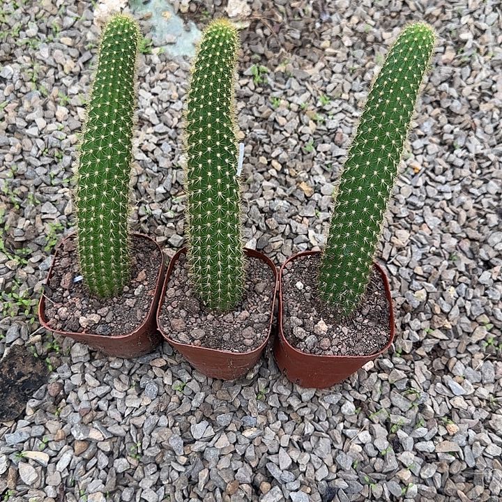 仙人掌金妞容嬷嬷