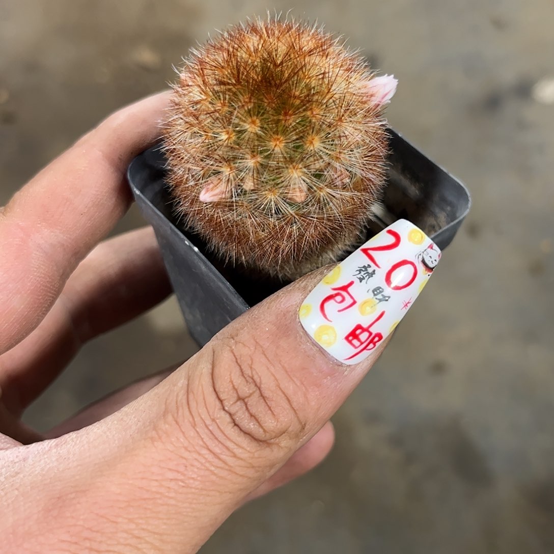 嘉文丸单头发货有根发货