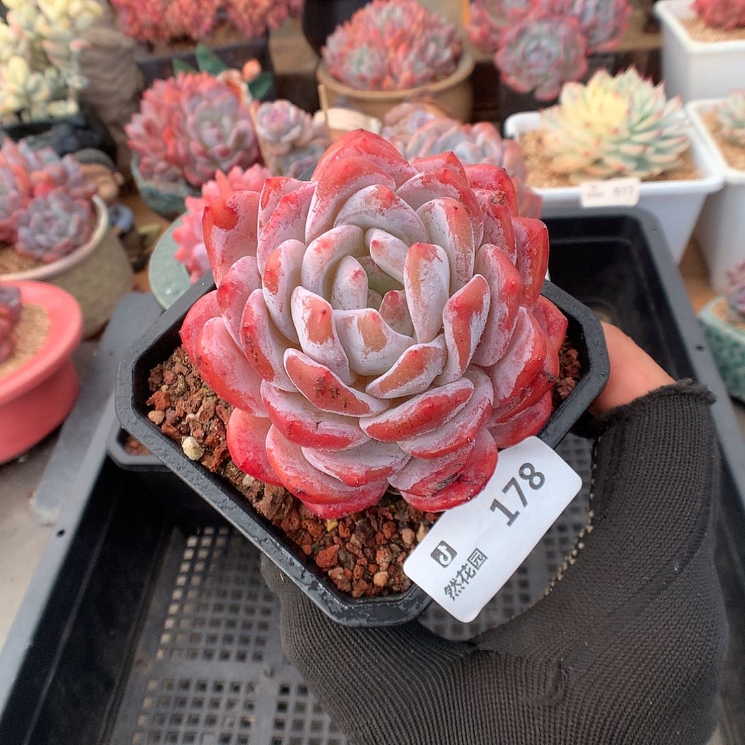 178雪天使多肉植物66666