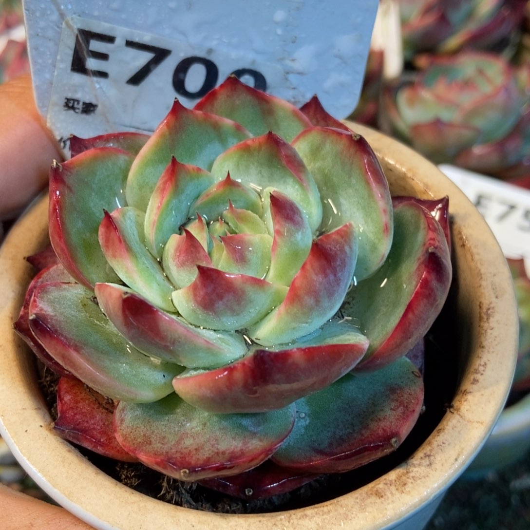 惊鸿一瞥700号多肉植物