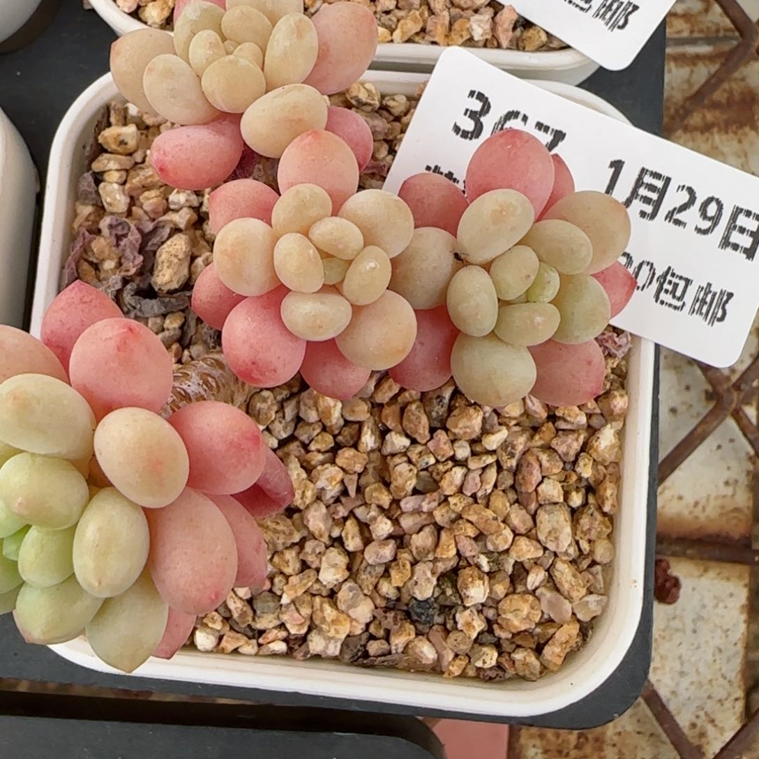 花语逸镜0129-367