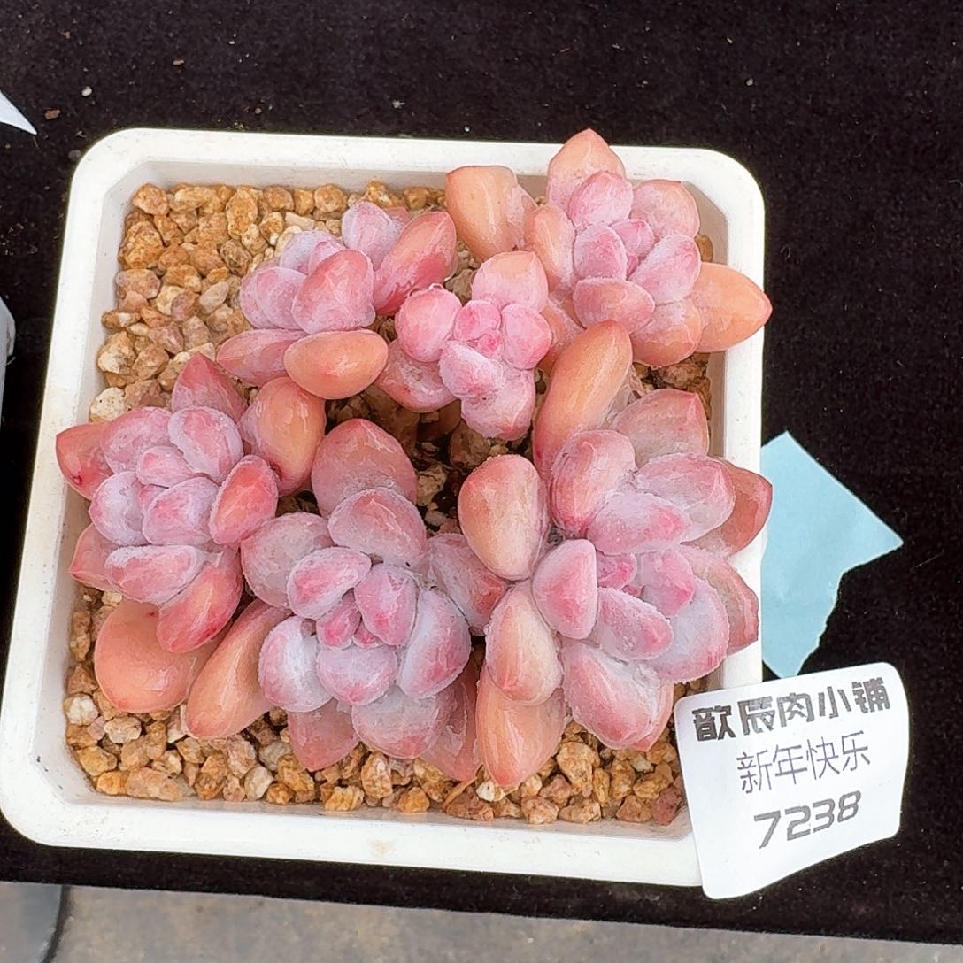 多肉植物香水老桩7238