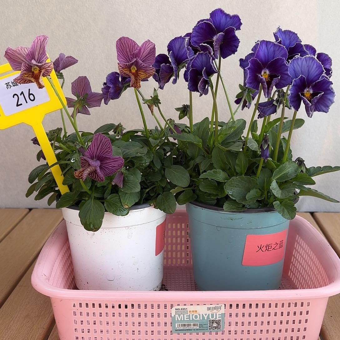 大部分开放少量花苞216