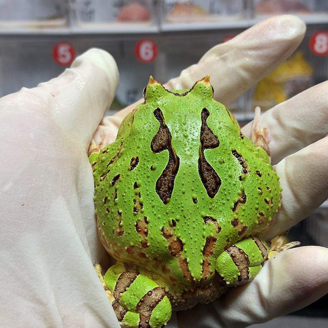 角蛙3835大蝴蝶公微瑕