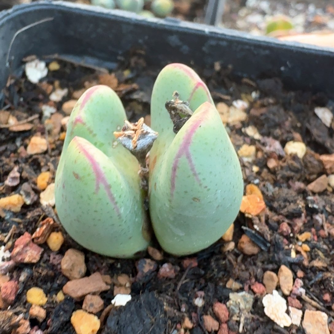 135一颗0000000000000000