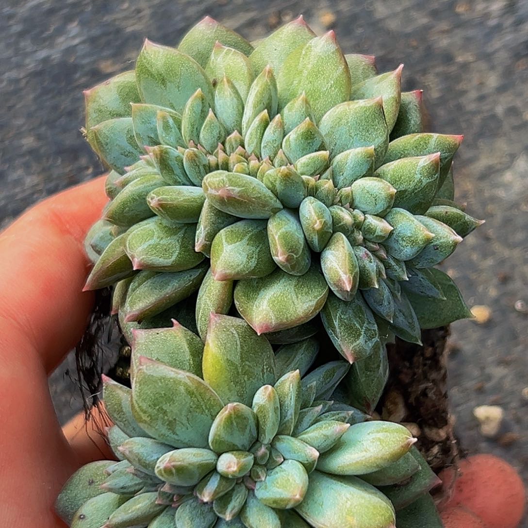 桔云多肉美人精品系列