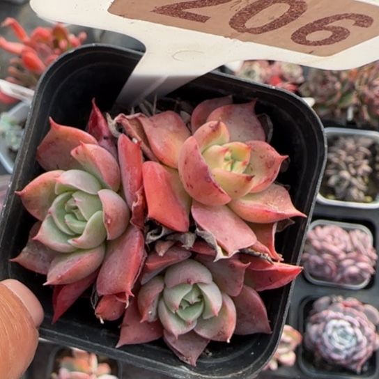 206沙漠玫瑰多肉植物多