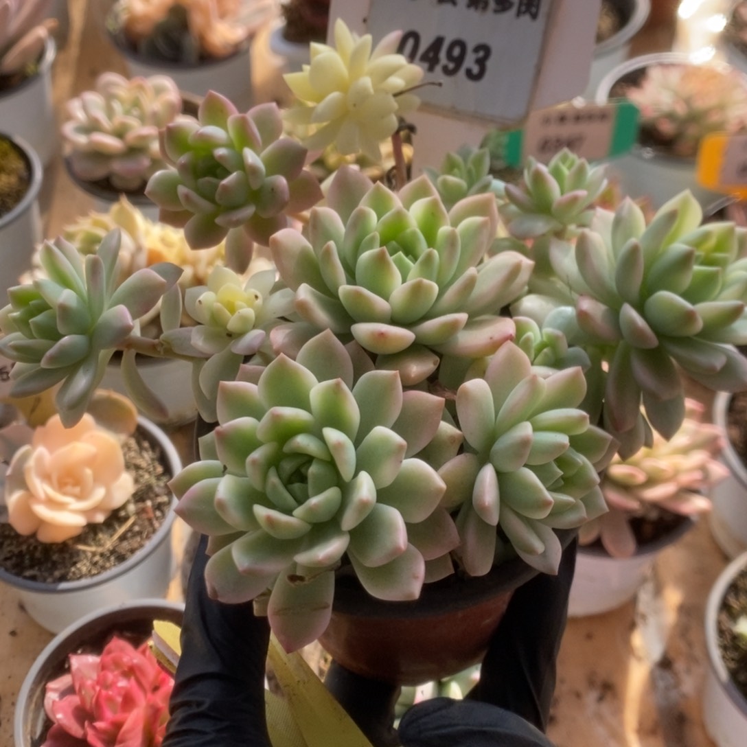 493马库斯锦锦锦锦锦锦