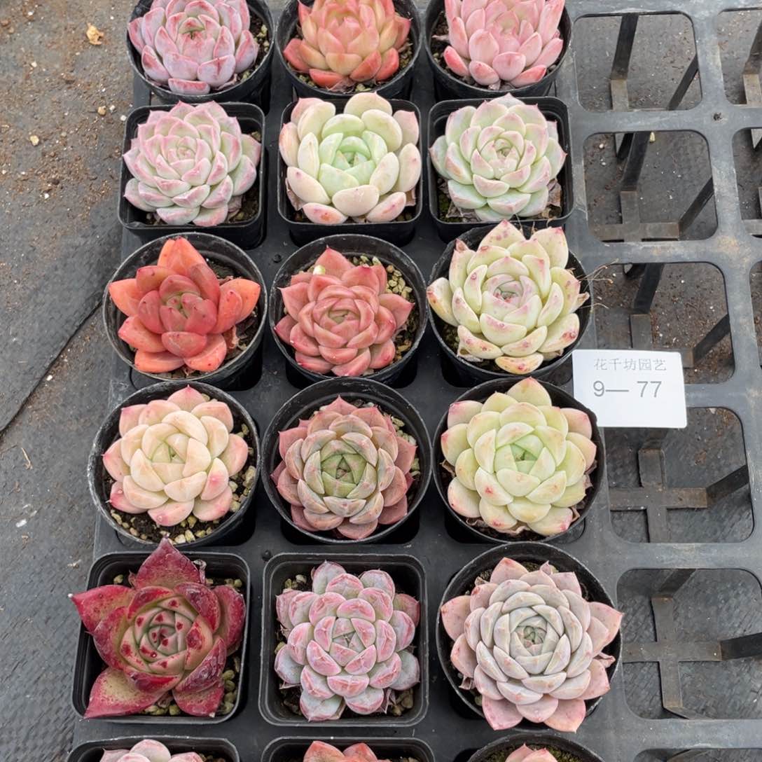 一物一拍18棵9-77