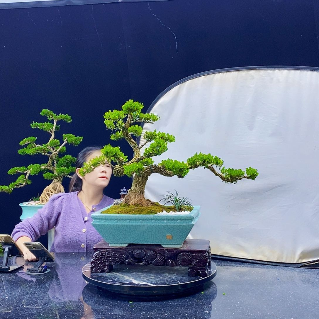 无花朵黄杨盆景造型