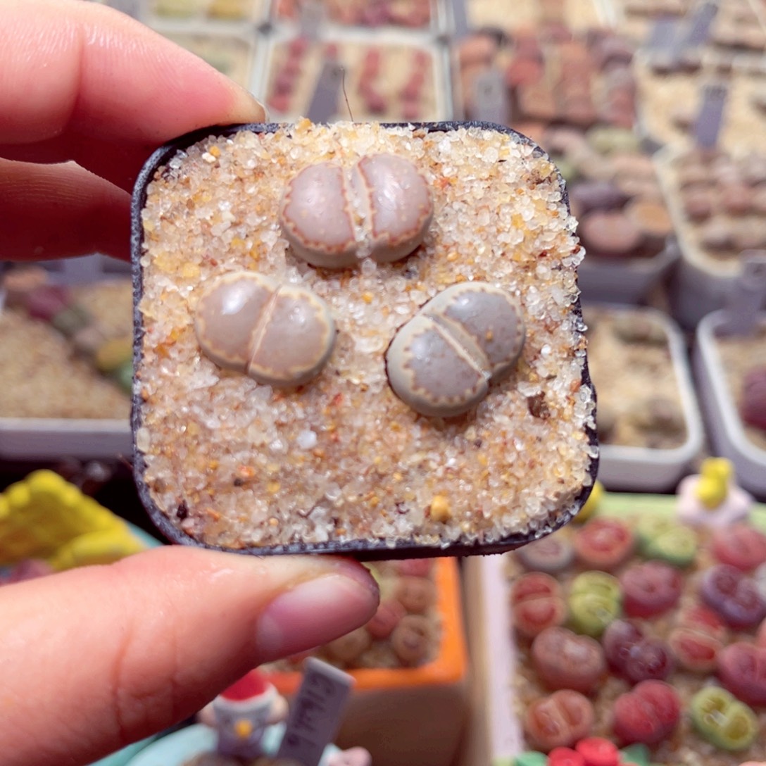 331号带盆包邮发货