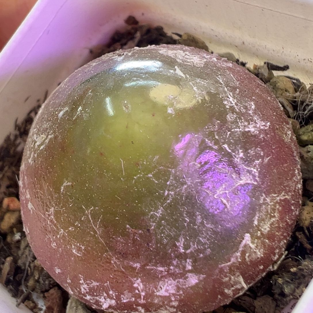 福利款 肉锥植物