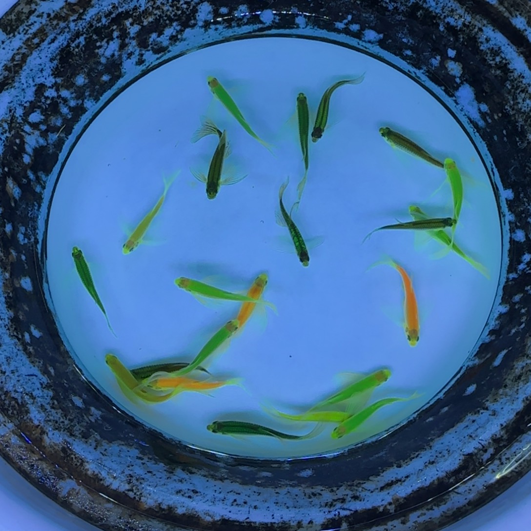 斑马鱼稀有色套餐一物一拍 20条 其中3条备损