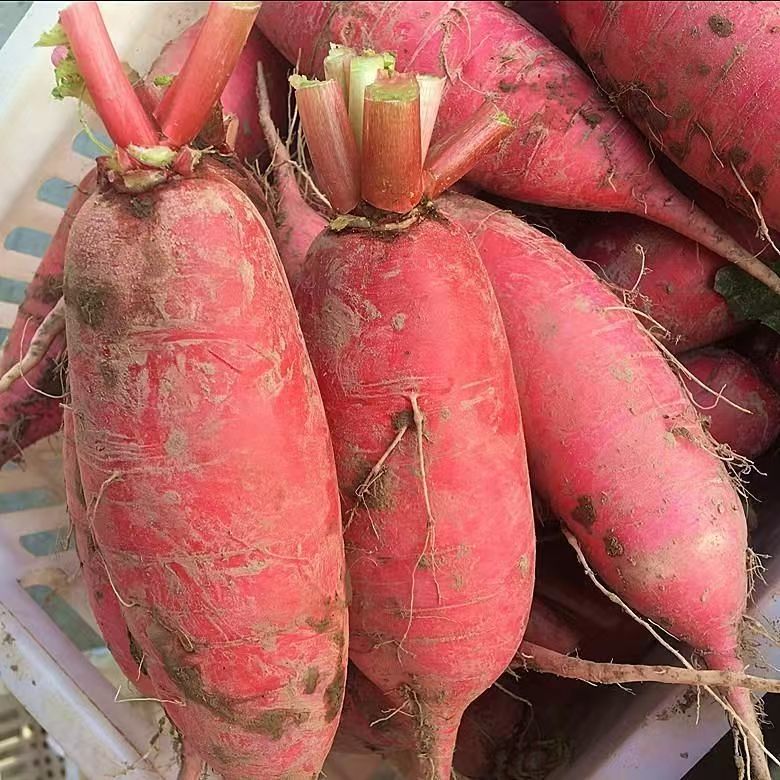 【安心支书专属】农家新鲜红萝卜